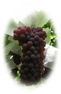 �傫���ĊÖ����\���I