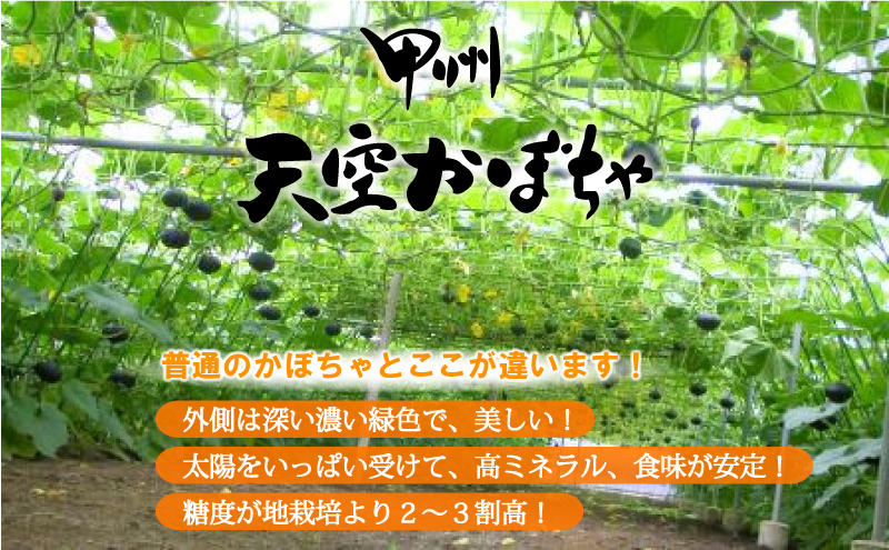 甲州天空かぼちゃは他のかぼちゃと比べ「外側は深く濃い緑色で美しい！」、「太陽をいっぱい受けて、高ミネラル、食味が安定」、「糖度が地栽培より2～3割高」という違いがあります。