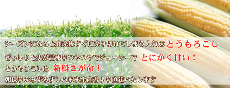 シーズンになると発売後、すぐに売り切れてしまう人気のとうもろこし。ぎっしりと実が詰まり、つやつやでジューシーでとにかく甘い！とうもろこしは新鮮さが一番！朝採りのみずみずしいまま生産者より直送いたします。